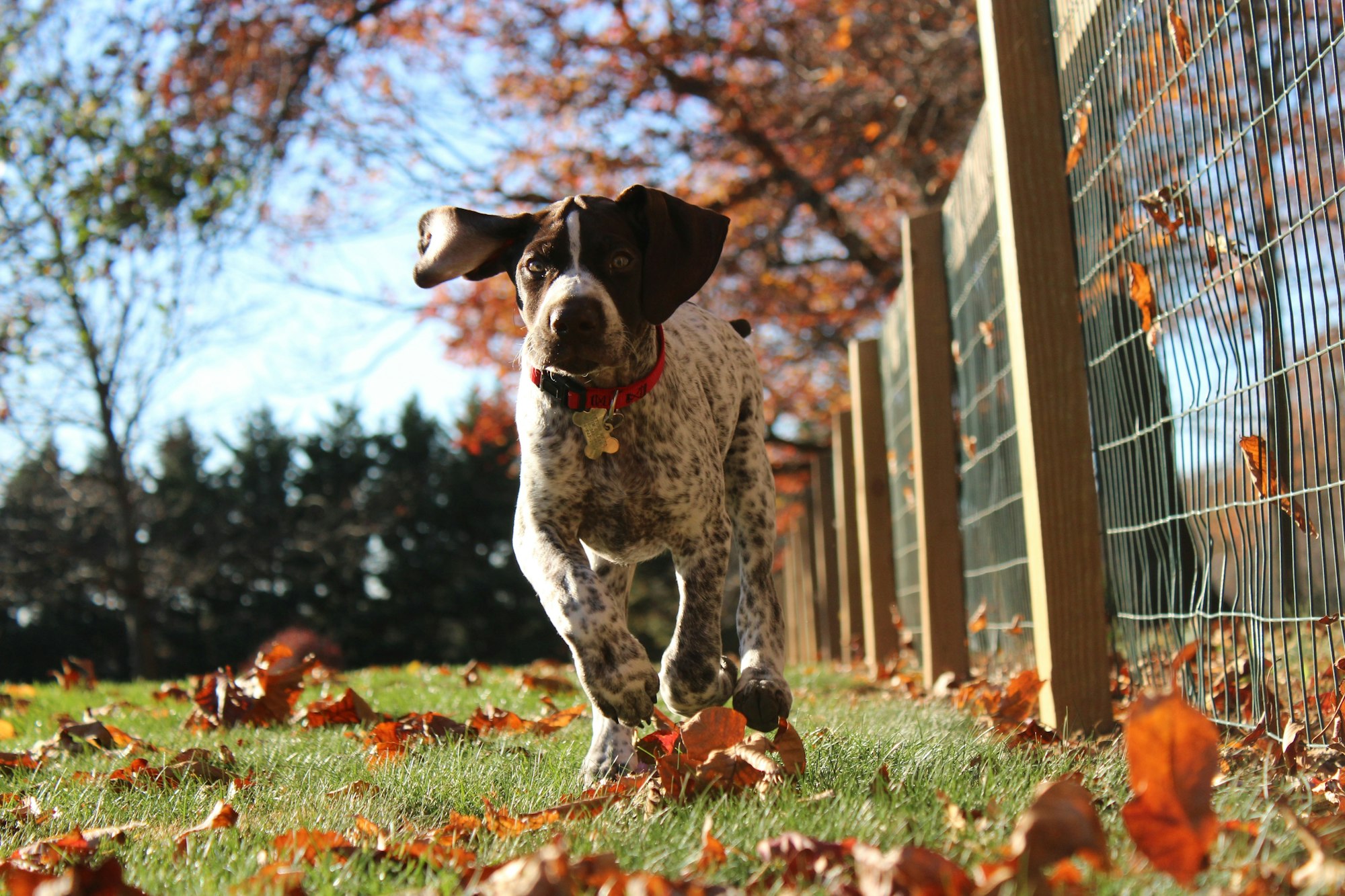 Taking some fun pictures of my puppy when he was about 3 months old. I laid on the ground to capture a different angle with the fall leaves and the fence line in the background.