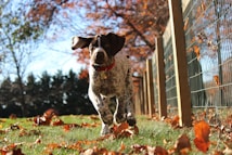 A lively dog bounds through a grassy field scattered with autumn leaves. The sun casts a warm glow over the scene, highlighting the dog's spotted fur and the reddish-brown leaves. A wooden fence runs alongside the path, and the background features trees with colorful fall foliage.