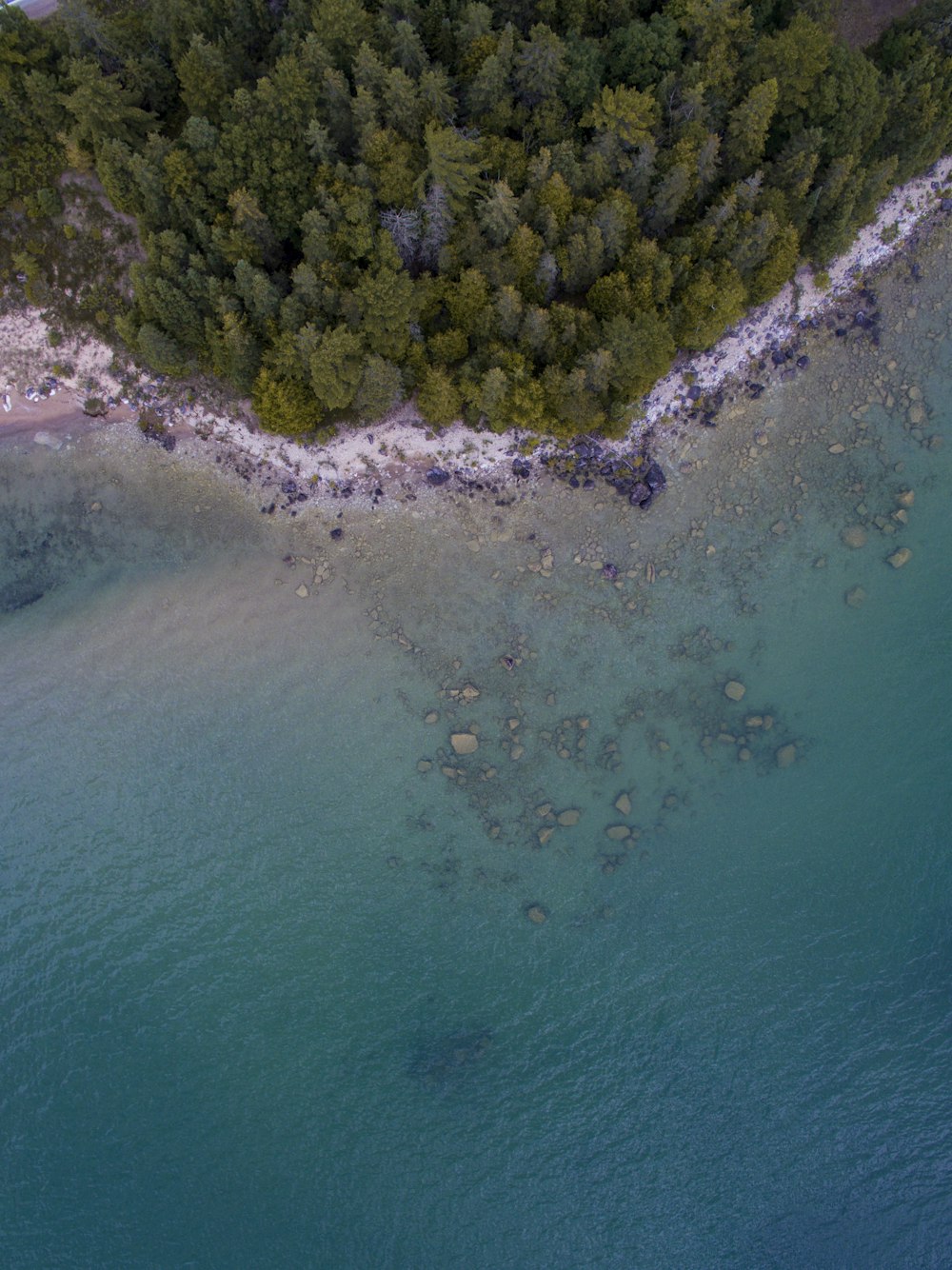 aerial photo of beach and trees