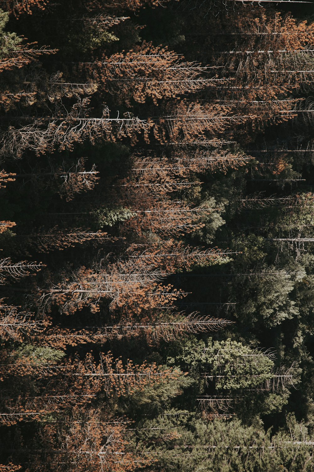 森林野原の空撮写真
