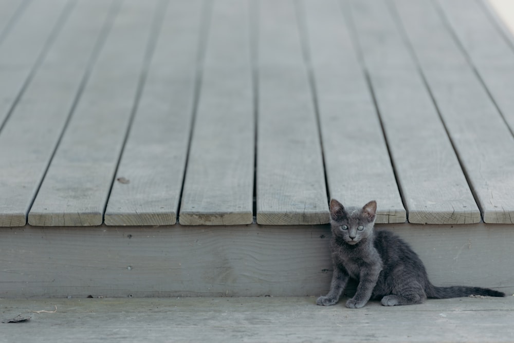 gatito gris de pelaje corto