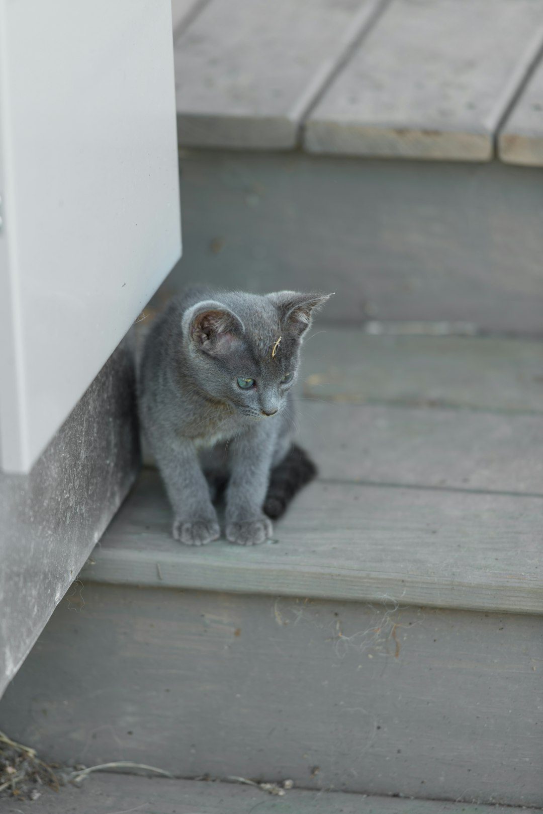 shallow focus photo of Russian blue kitten