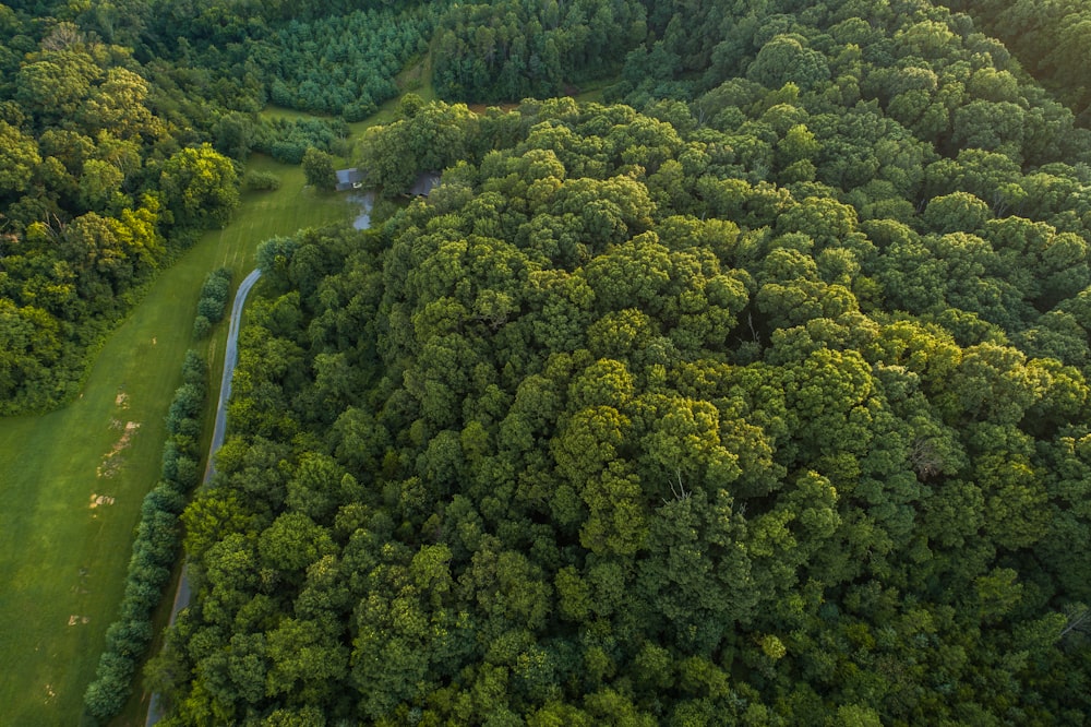 topview of green forest