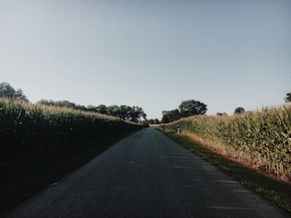 road surrounded by corn plants