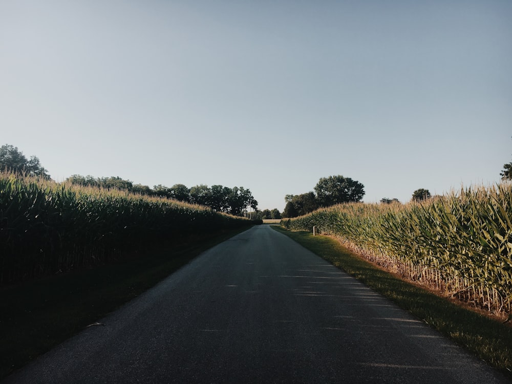 road surrounded by corn plants