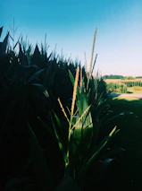 A cheerful family exploring a lush cornfield on a bright, clear day.