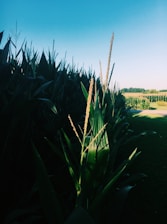 A vibrant Brazilian cornfield under a bright blue sky with farmers working