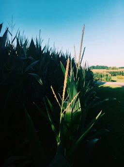 A cheerful family exploring a lush cornfield on a bright, clear day.