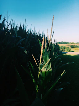 A vibrant field of golden corn under a bright blue sky, symbolizing growth and hope.