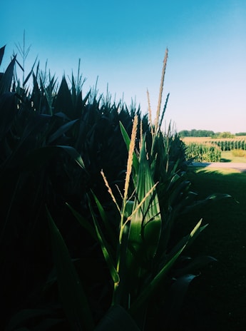 A vibrant Brazilian cornfield under a bright blue sky with farmers working