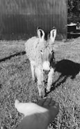 Close-up of a gentle micro mini donkey nuzzling a caretaker’s hand.