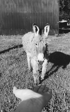 Close-up of a gentle micro mini donkey nuzzling a caretaker’s hand.