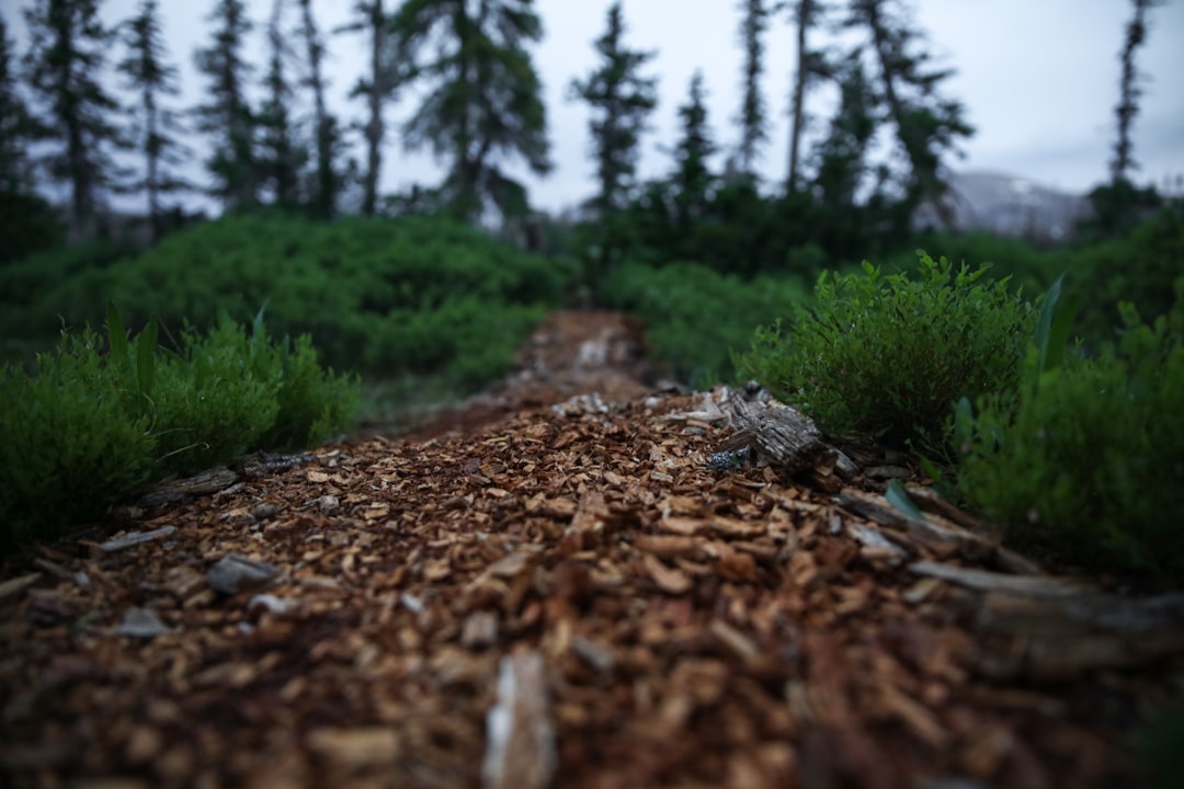 photo of Uinta Mountains Forest near Flaming Gorge Reservoir