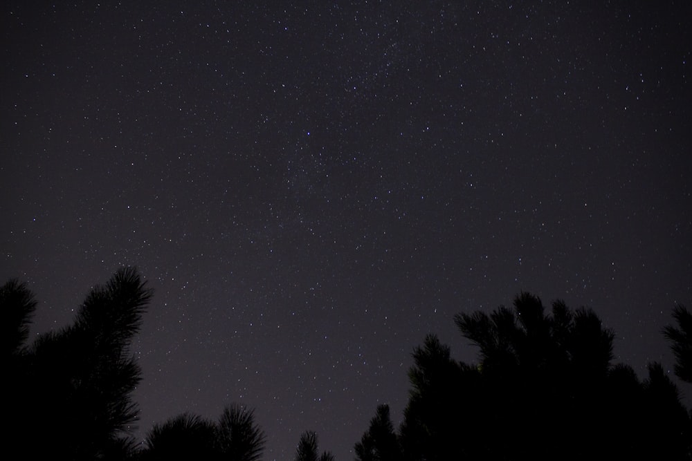 Low-Angle-Fotografie von Silhoeutte von Bäumen während der Nacht