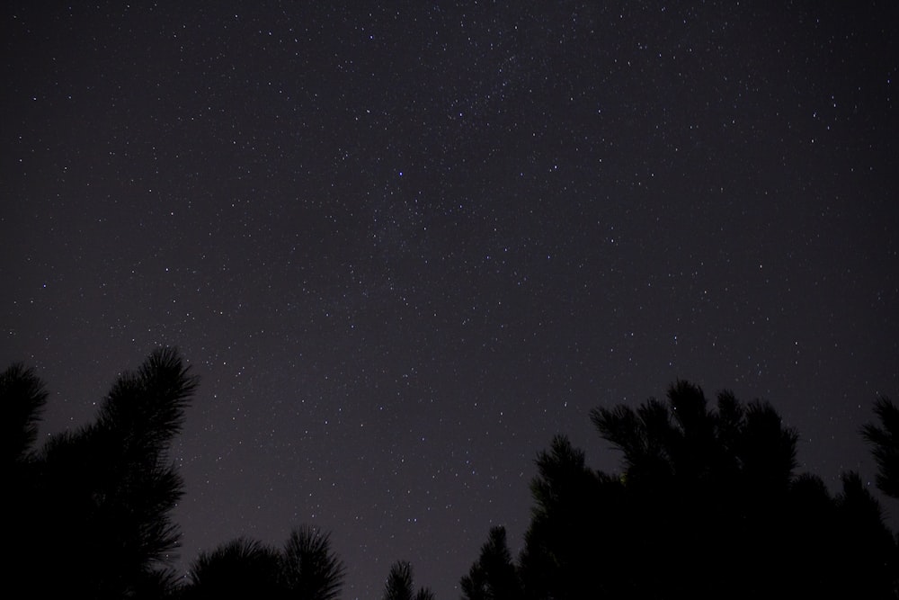 Fotografia dal basso di Silhoeutte di alberi durante la notte