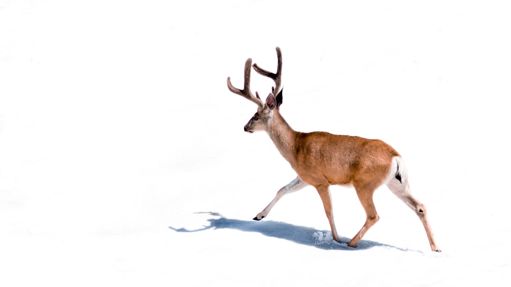 brauner Hirsch auf weißem Hintergrund