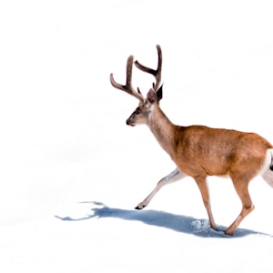 brown deer on white background