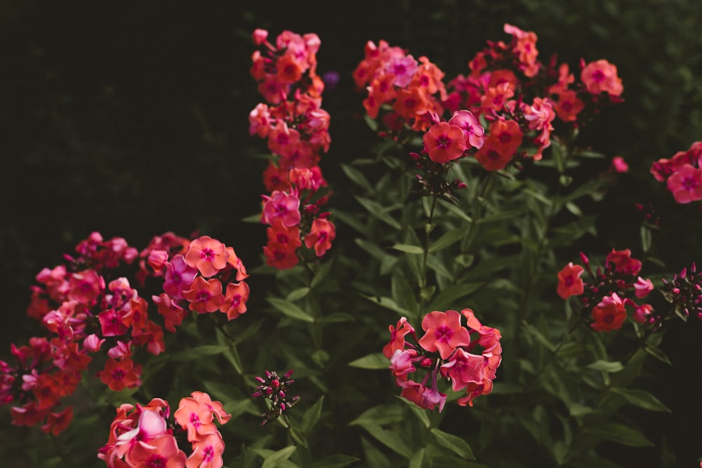 pink flowers with green leaves