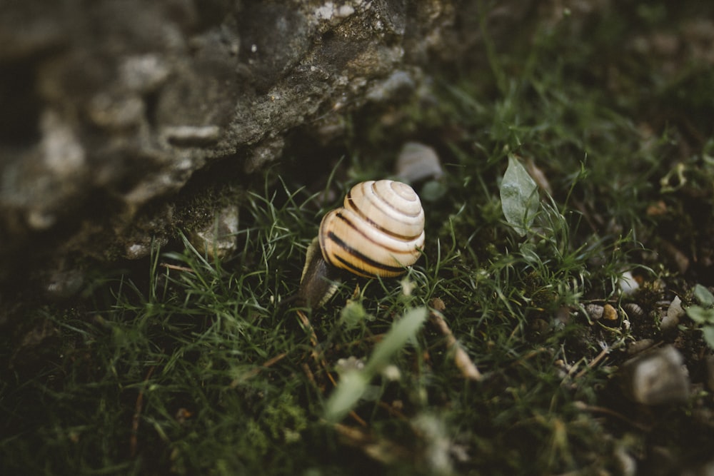 snail on ground