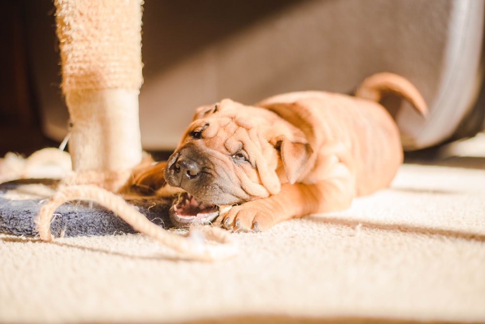 brown puppy lying on carpet during daytime