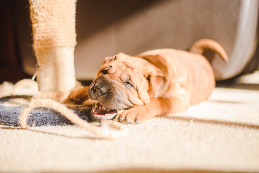 filhote de cachorro marrom deitado no tapete durante o dia