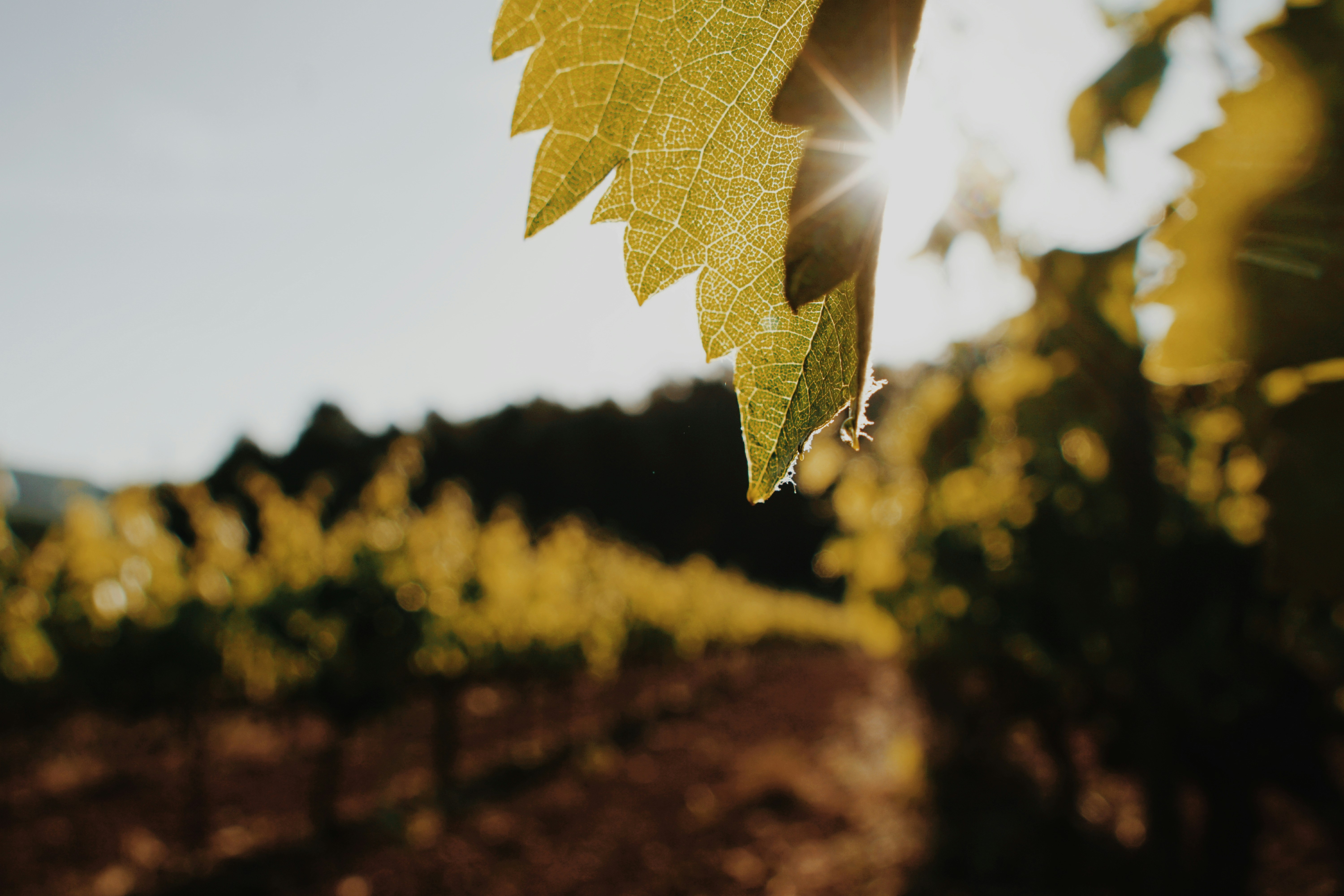 Photo by joancarlets