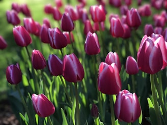 A lush field of vibrant pink tulips with sunlight highlighting their petals, surrounded by fresh green leaves and stems. The background is softly blurred, giving a sense of depth to the image.