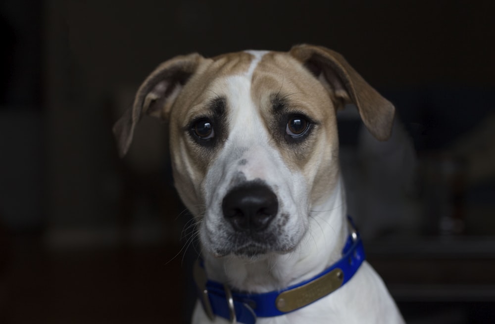 short-coated tan and white dog with blue collar