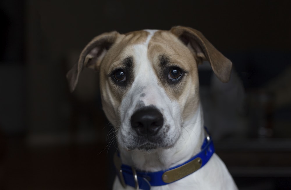 Kurzhaariger brauner und weißer Hund mit blauem Halsband