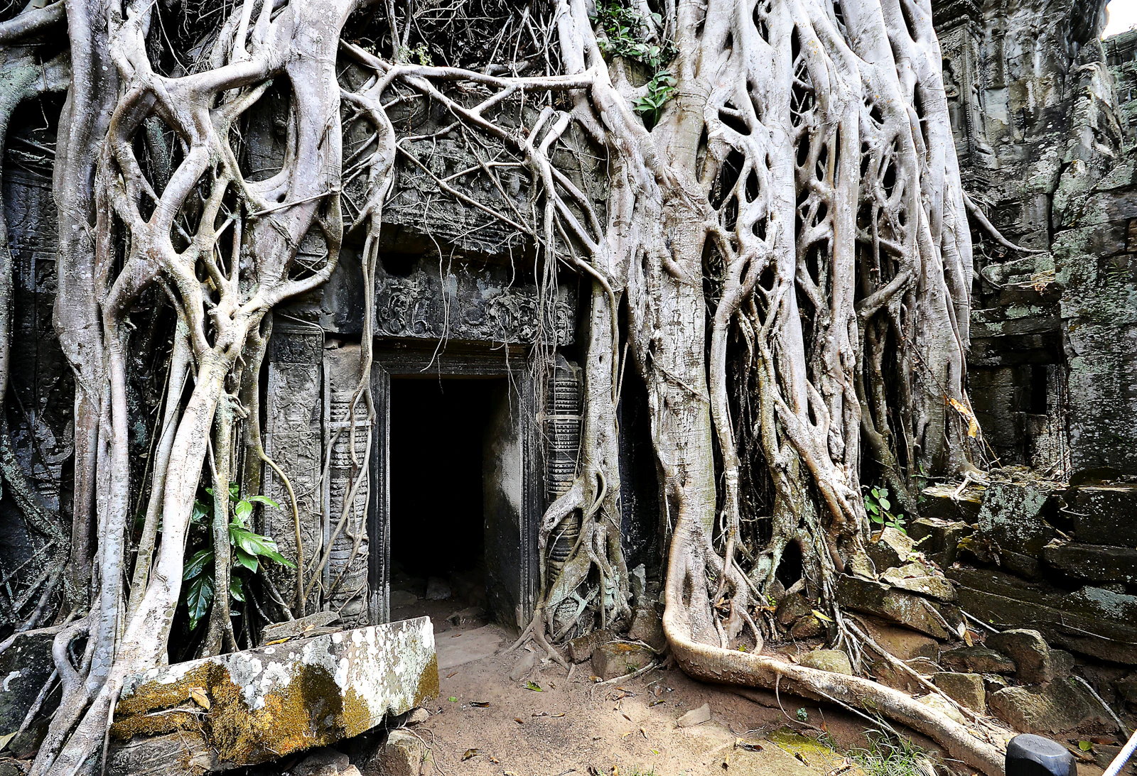 Raíces gigantes de un árbol que caen sobre una puerta de piedra en Ta Prohm