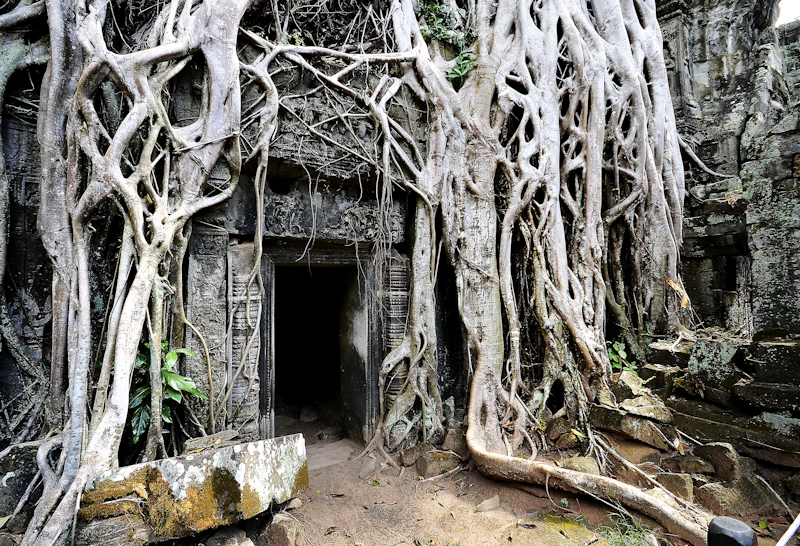 Raíces de árbol sobre una puerta de piedra en Ta Prohm