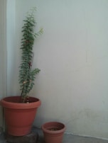 A tall, slender pot with a single leafy plant, set against a clean white wall.