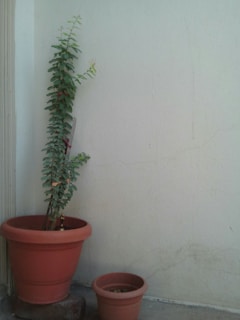 A tall, slender pot with a single leafy plant, set against a clean white wall.