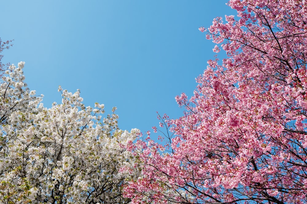 桜の写真