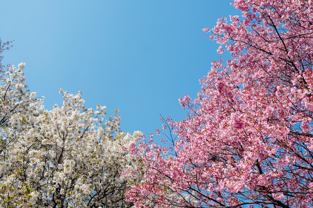 白色櫻花新品種「台灣雪櫻」盛開，罕見重瓣品種美不勝收！