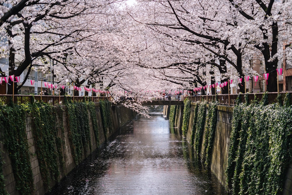 river between trees during daytime