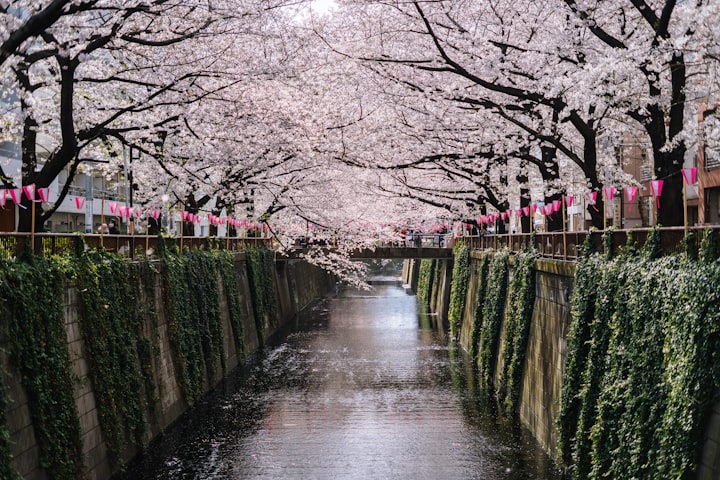 Cherry Blossom Blooming