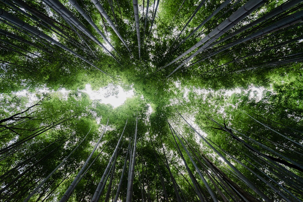 Photographie en contre-plongée de bambous