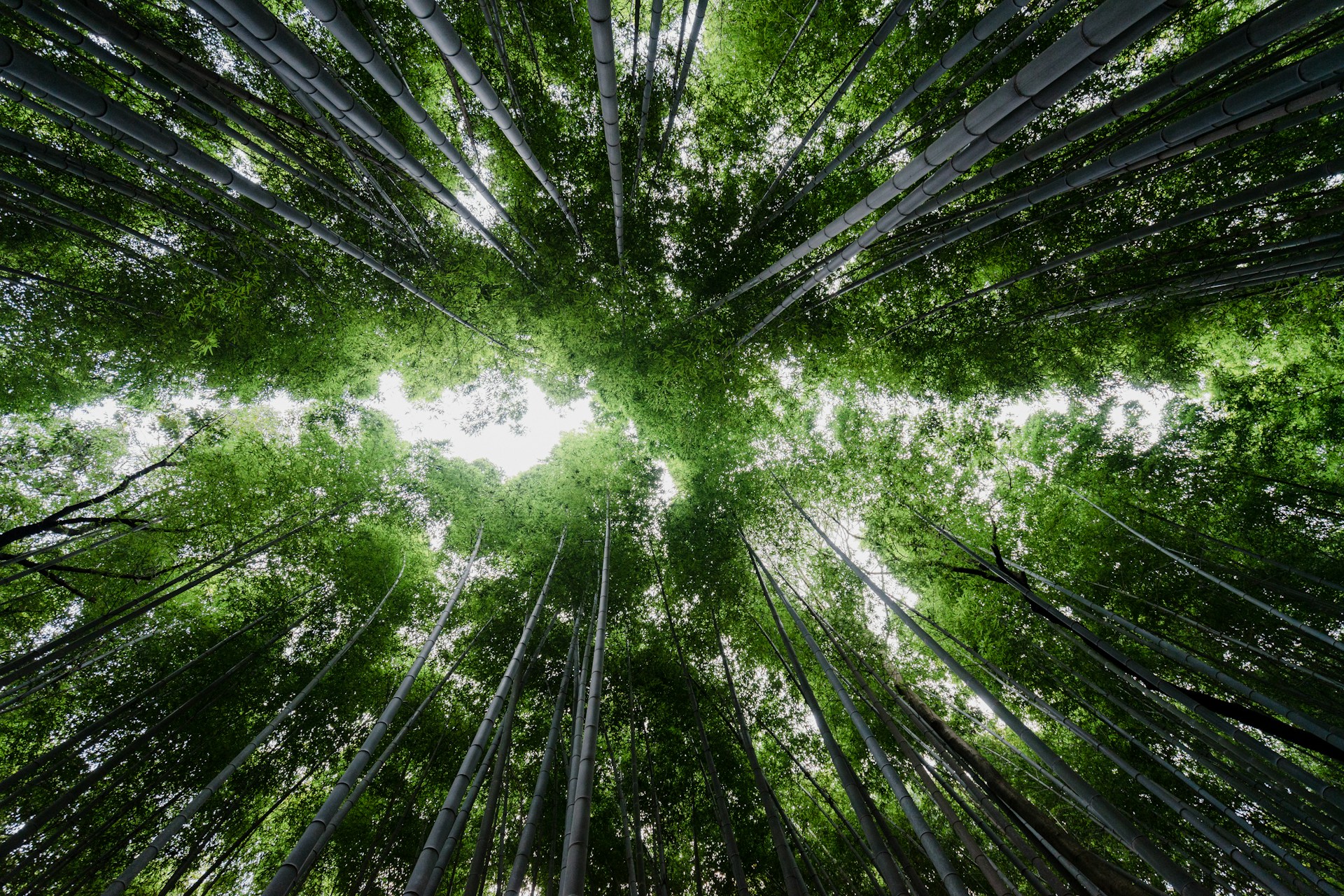 low angle photography of bamboo trees