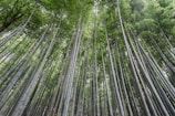 A dense forest of tall, straight bamboo stalks reaching up towards the sky. The bamboo leaves create a green canopy overhead, allowing dappled sunlight to filter through. The scene is serene and natural, with the vertical lines of the bamboo creating a sense of height and grandeur.