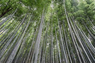 A dense forest of tall, straight bamboo stalks reaching up towards the sky. The bamboo leaves create a green canopy overhead, allowing dappled sunlight to filter through. The scene is serene and natural, with the vertical lines of the bamboo creating a sense of height and grandeur.