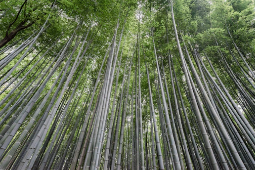 A dense forest of tall, straight bamboo stalks reaching up towards the sky. The bamboo leaves create a green canopy overhead, allowing dappled sunlight to filter through. The scene is serene and natural, with the vertical lines of the bamboo creating a sense of height and grandeur.