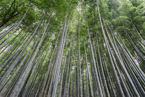A dense forest of tall, straight bamboo stalks reaching up towards the sky. The bamboo leaves create a green canopy overhead, allowing dappled sunlight to filter through. The scene is serene and natural, with the vertical lines of the bamboo creating a sense of height and grandeur.