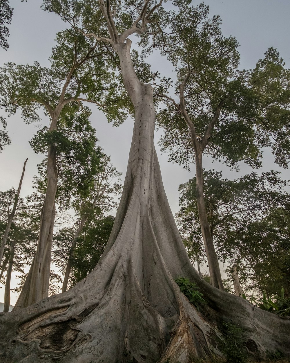 cluster of green foliage trees