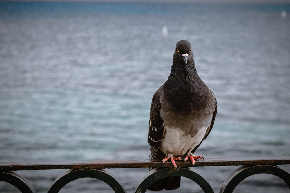 selective focus photography of wild dove