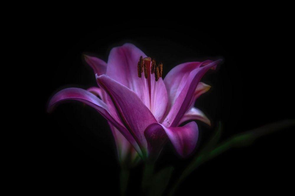 photographie de fleurs violettes