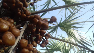 Clusters of ripe macadamia nuts hanging from branches against a clear blue sky.
