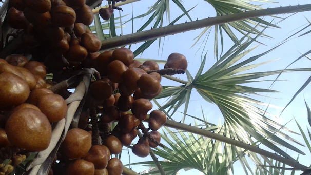 Clusters of ripe macadamia nuts hanging from branches against a clear blue sky.