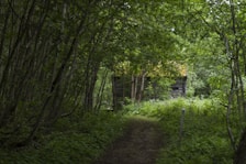 Pathway through the forest leading to the cabins