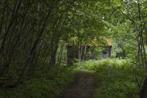 A serene forest path leading to the cabins.